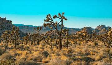 Palm Springs, Joshua Tree y Valle de la Muerte - 6 días