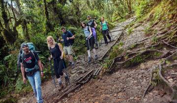 7 Days Shira Route Kilimanjaro Climb with 2 Nights Hotel in Moshi, Tanzania