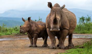 Die „Big Five“ zwischen Kruger NP und Kapstadt Rundreise