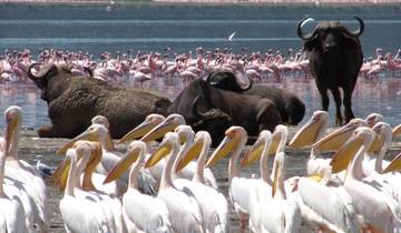 10 Day Kenya Safari Adventure and Relaxing Mombasa Beach Vacation Tour