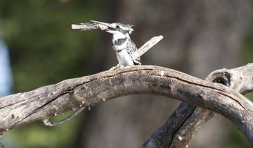 4-Day Mid-Range Camping Safari in Pilanesberg