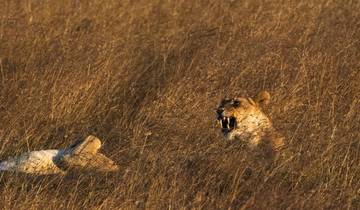 7 Days Thrilling Kenya Safari Expedition Tour