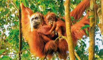 Highlights of Indonesia - Discover Sumatra and Java (Private Tour)