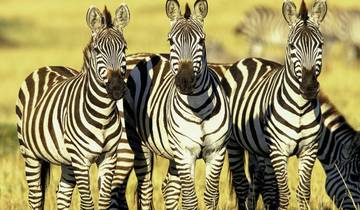 ADAC Special Kenya - Beyond Africa