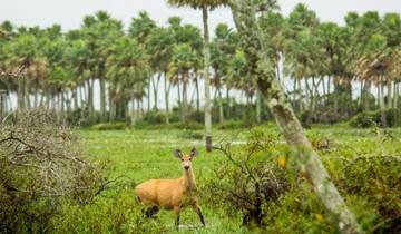 Circuito Observación de la fauna de Buenos Aires, Iguazú y los Humedales del Iberá (10 Días)