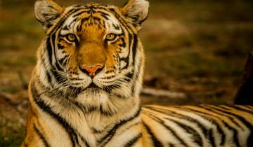 Best India Tour Packages for 2025-2026: Rajasthan, Agra, Delhi & Tiger Safari Adventures