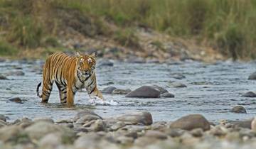 Le meilleur de l\'Inde avec le safari des tigres de Ranthambore circuit