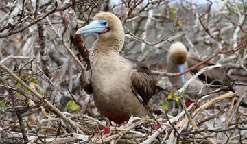 Galapagos Islands luxury tours