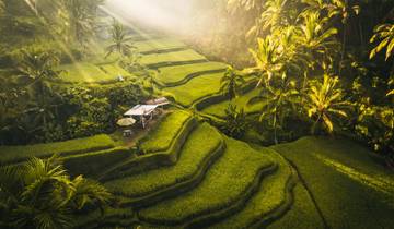 Japan, Singapore & Bali: van superbomen tot jungledromen