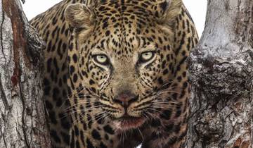 Circuito Safari de 2 días por Sabi Sands - Descubre a los Cinco Grandes