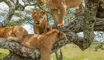 5-Day Upper Mid-Range Best of Tanzania Safari. Tour