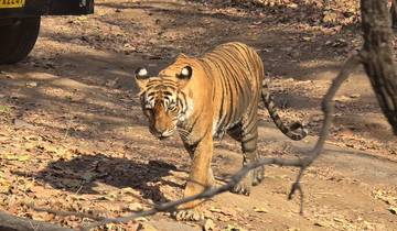 11 Tage private Luxus-Tour durch das Goldene Dreieck mit Khajuraho & Varanasi und Wildlife Safari Tour Rundreise