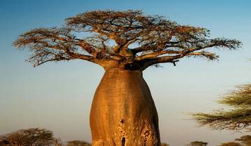 7-Day Safari + Sunset Walking on the Crater Rim & Maasai Tour