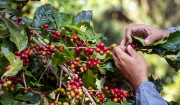Kolumbien - Magie zwischen Kaffee, Kolonialflair und Karibik mit Badeverlängerung (21 Tage)