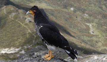 Bergtochten op de vulkanen van Ecuador (7 dagen)