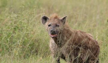 10-tägige Kenia-Safari Legenden 10 Tage Wildlife & Kultur Rundreise