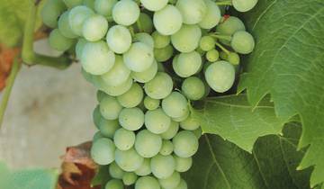 Friuli - Veneto Palladio, Prosecco and Prosciutto