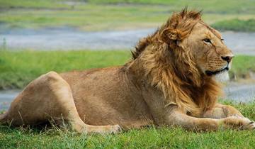 Endless Experience safari Tour