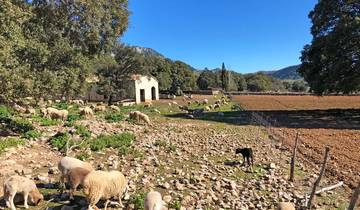 Mallorca's West Coast with Charm 5 Days