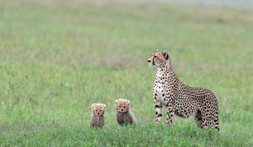 3-Day Serengeti and Ngorongoro Luxury Safari