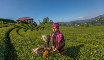 Culture du thé turc circuit