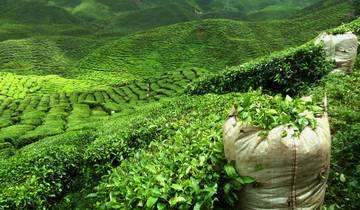 Inde - Tea Time en Assam, Darjeeling et Sikkim circuit