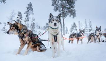 Aventure hivernale à Inari