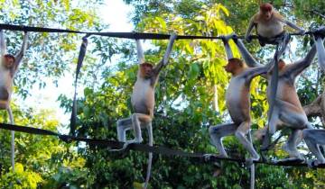 Aventura familiar en la naturaleza de Borneo