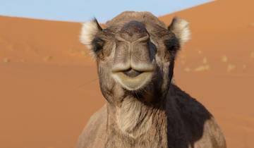 Circuit privé de 8 jours au départ de Casablanca : Chefchaouen, Fès, Sahara et Marrakech circuit