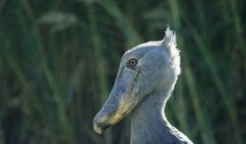 Zambia - Walking Safari with Batmigration in October