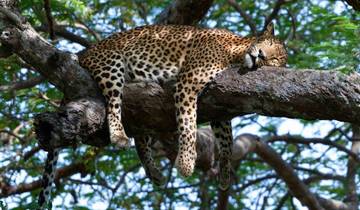 Léopards, légendes et lacs - Un safari culturel circuit