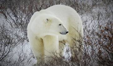 On the trail of the Ice Barbarians (5 nights) Tour