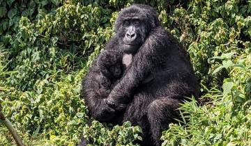 Luxury Rwanda Multiple Silverback Gorilla Trekking Experience