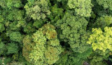 Borneo Sabah Wildlife Highlights (en anglais)