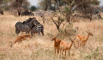 Safari photographique de 5 jours en Tanzanie circuit