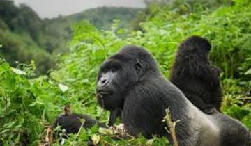3-Day Rwanda Gorilla Trekking Safari (Volcanoes National Park)
