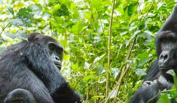 De Johannesburg aux gorilles (43 destinations)