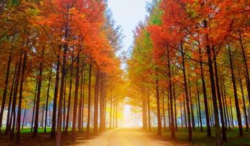 9 Day Charming South Korea (Private Guide No Group) Family Tour Customizable