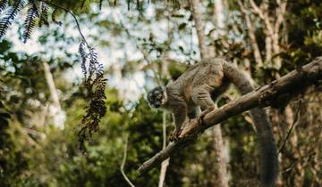Reise durch den Osten, Westen und Südwesten Madagaskars (22 Tage)