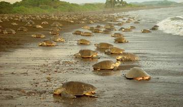 As dazzling as a macaw - Costa Rica intensive Tour