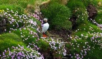 Wild Scottish Isles & Norwegian Fjords - M/V Sylvia Earle