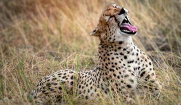 2 Tage Tarangire & Ngorongoro Krater Budget Lodge Rundreise