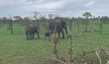 12 jours | Safari spectaculaire et circuit panoramique en Afrique du Sud circuit
