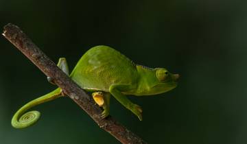 12-tägige Tansania Herpetologie-Safari: Entdecken Sie die Wunder der Reptilien und Amphibien Rundreise