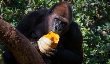 12 jours - Randonnée aux gorilles - Maasai Mara - Safari au Serengeti et au Cratère