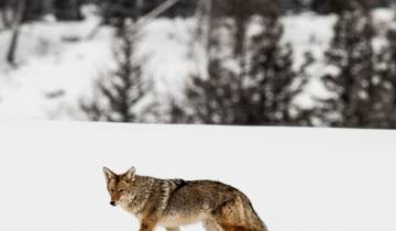 Aventure en motoneige à Jackson