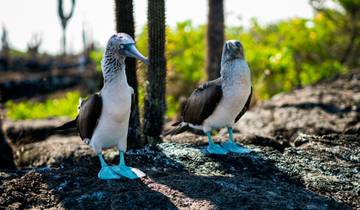 Galapagos Blue-Footed Booby Adventure