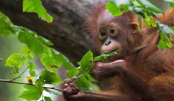 15 Day Borneo Itinerary, incl. Kuching and Sandakan
