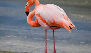 Le paradis des ornithologues des Galápagos : 9 jours d\'excursion sur les îles circuit