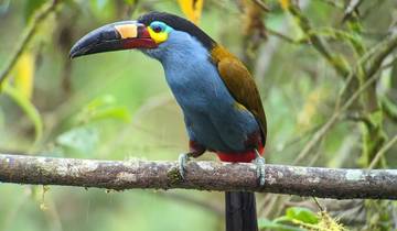 14 jours d\'observation des oiseaux et de photographie de la faune en Équateur circuit